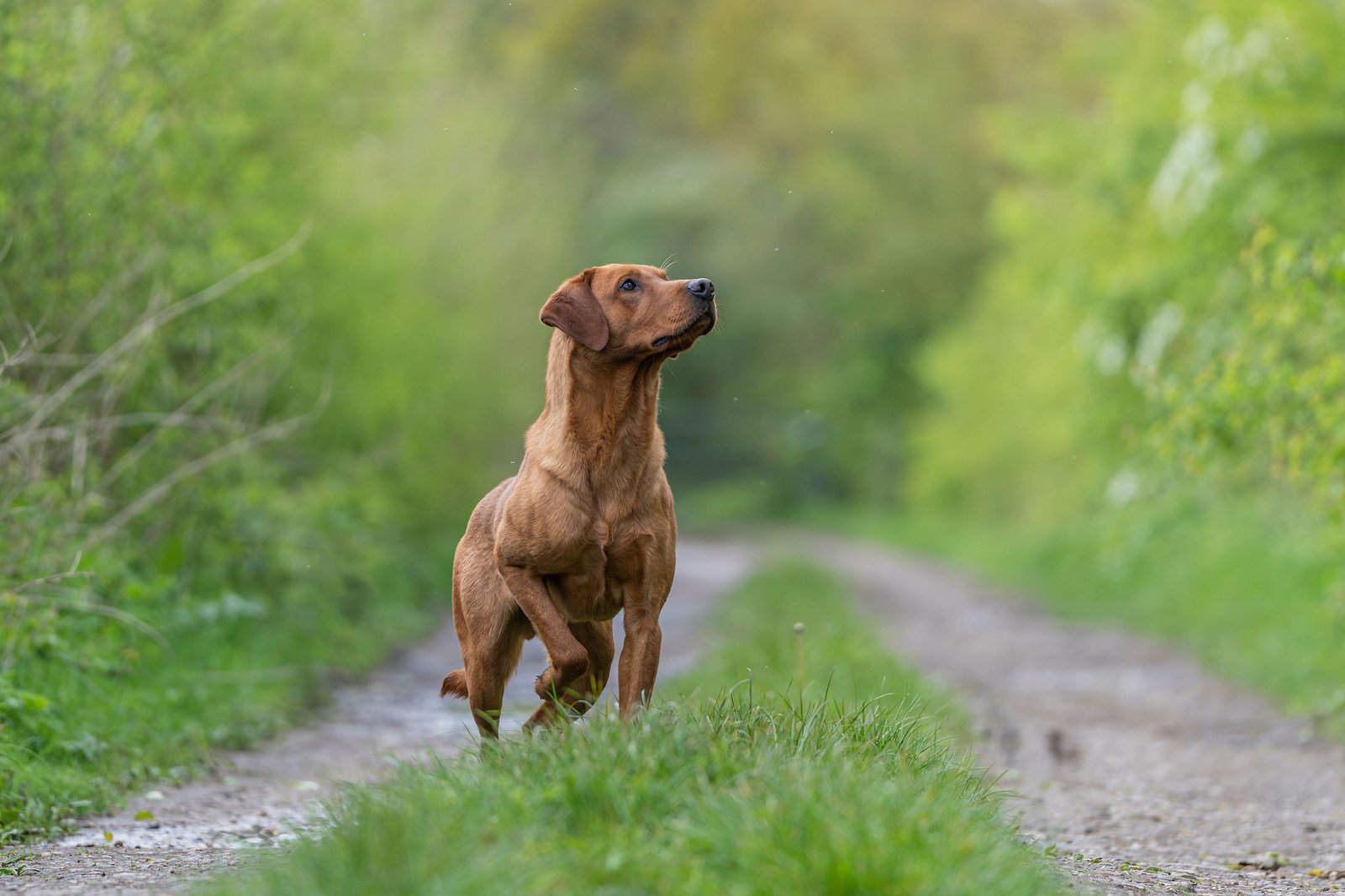 Drago a KC Registered Fox Red Labrador at Stud