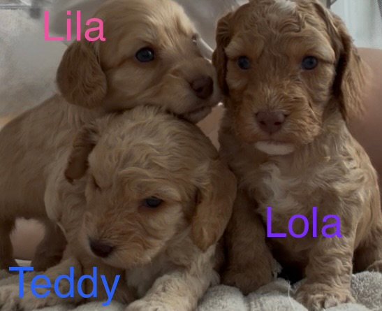 Beautiful Cockapoo Puppies Available