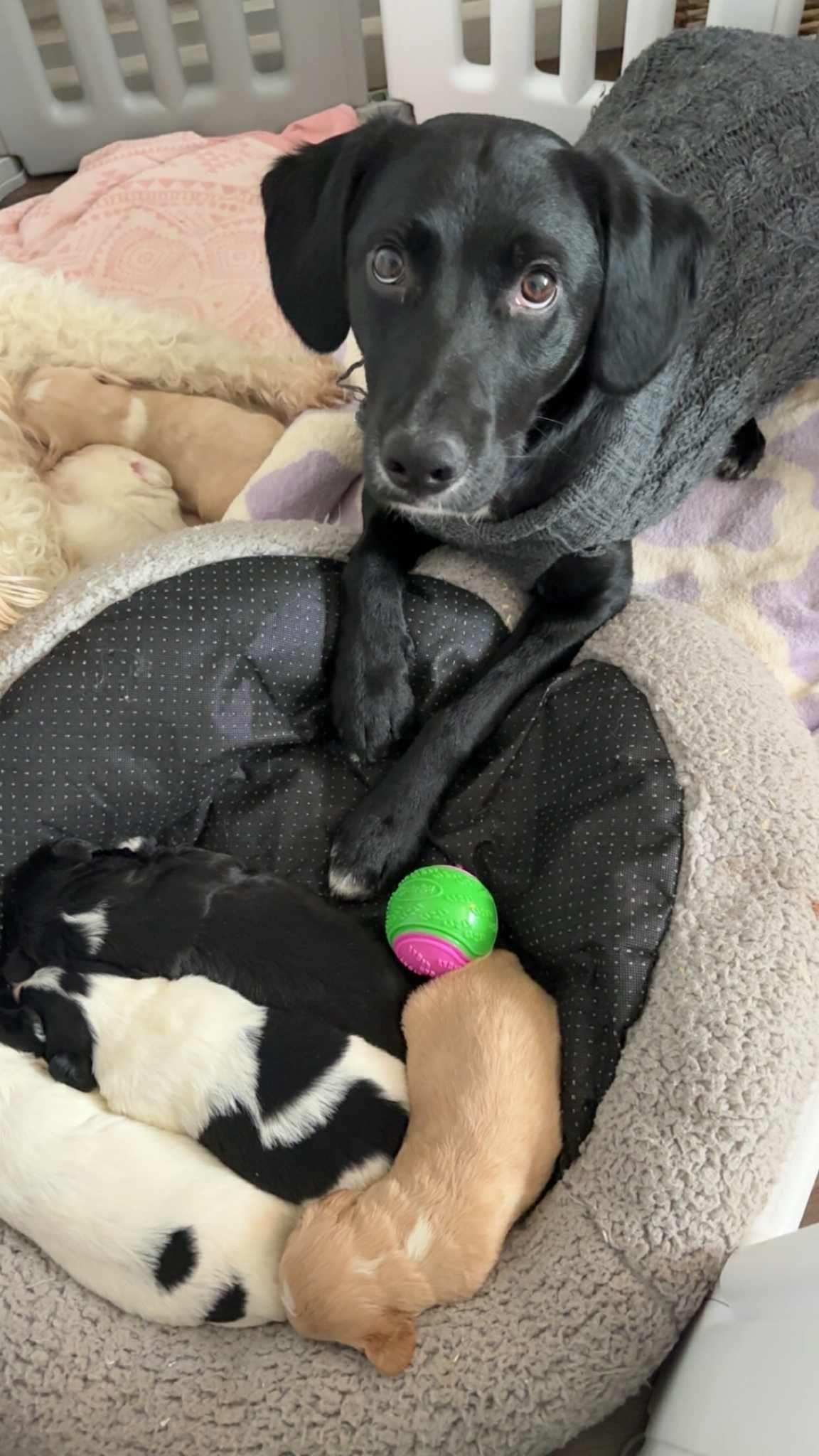 Cavachon x Sprollie Puppies – Intelligent, Active & Family Raised