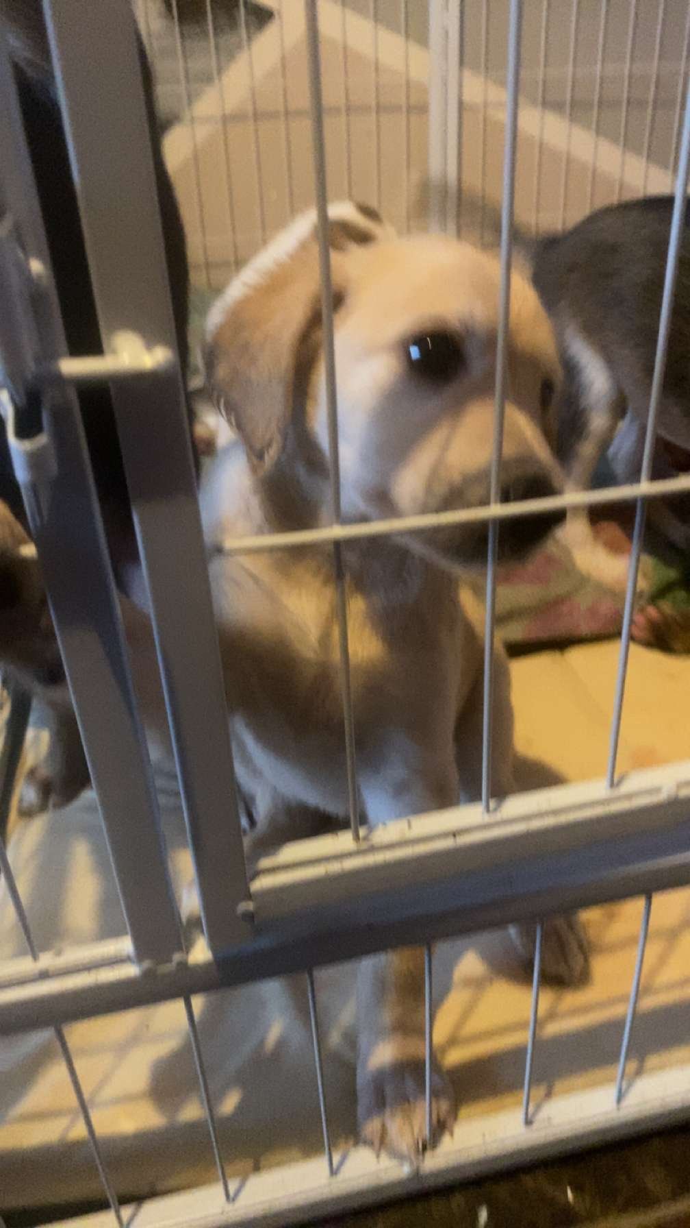 Beautiful Saluki Puppies  One Off Litter