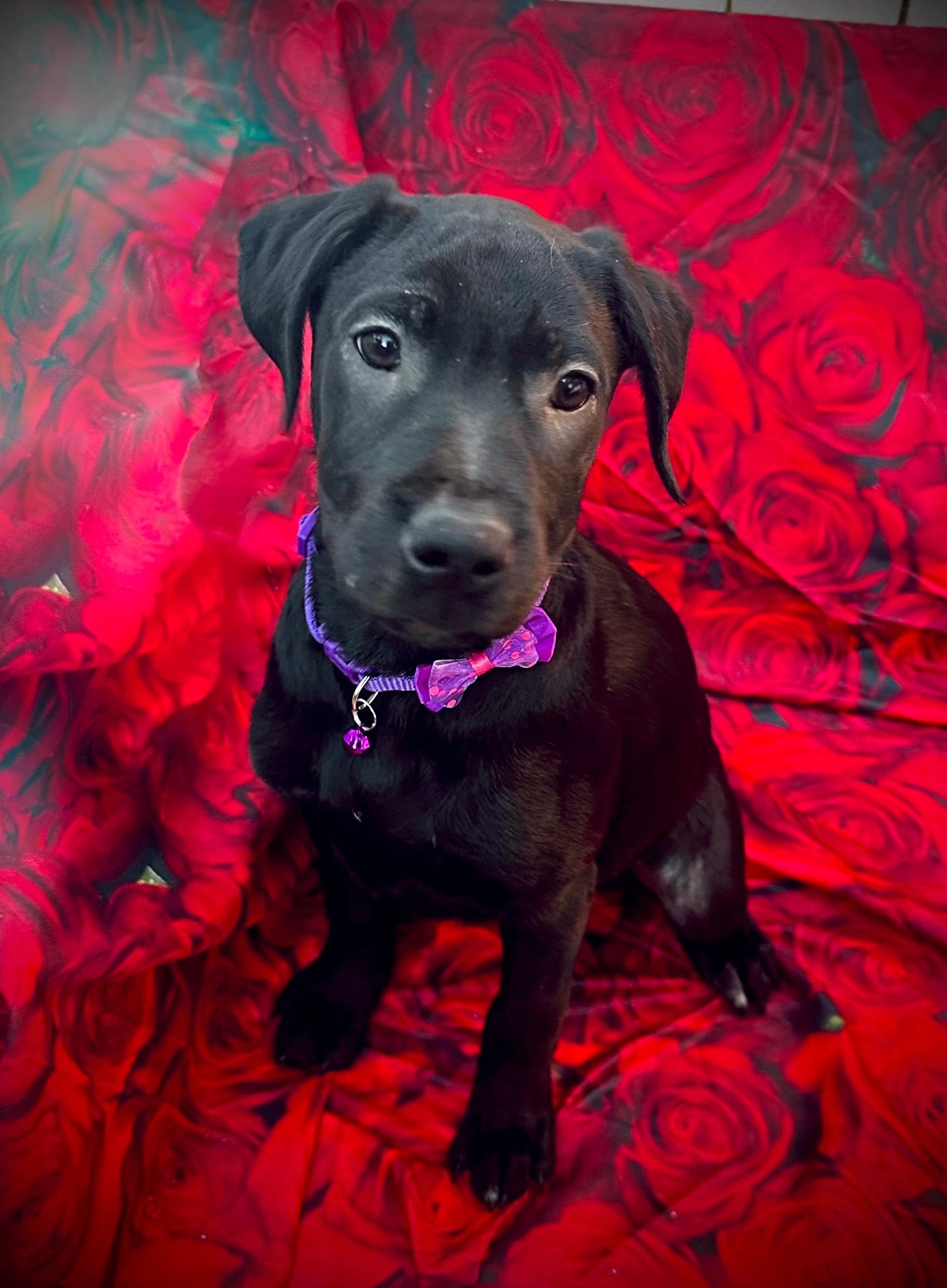 KC Registered Labrador Puppies Home Raised, Well Socialised & Family Friendly