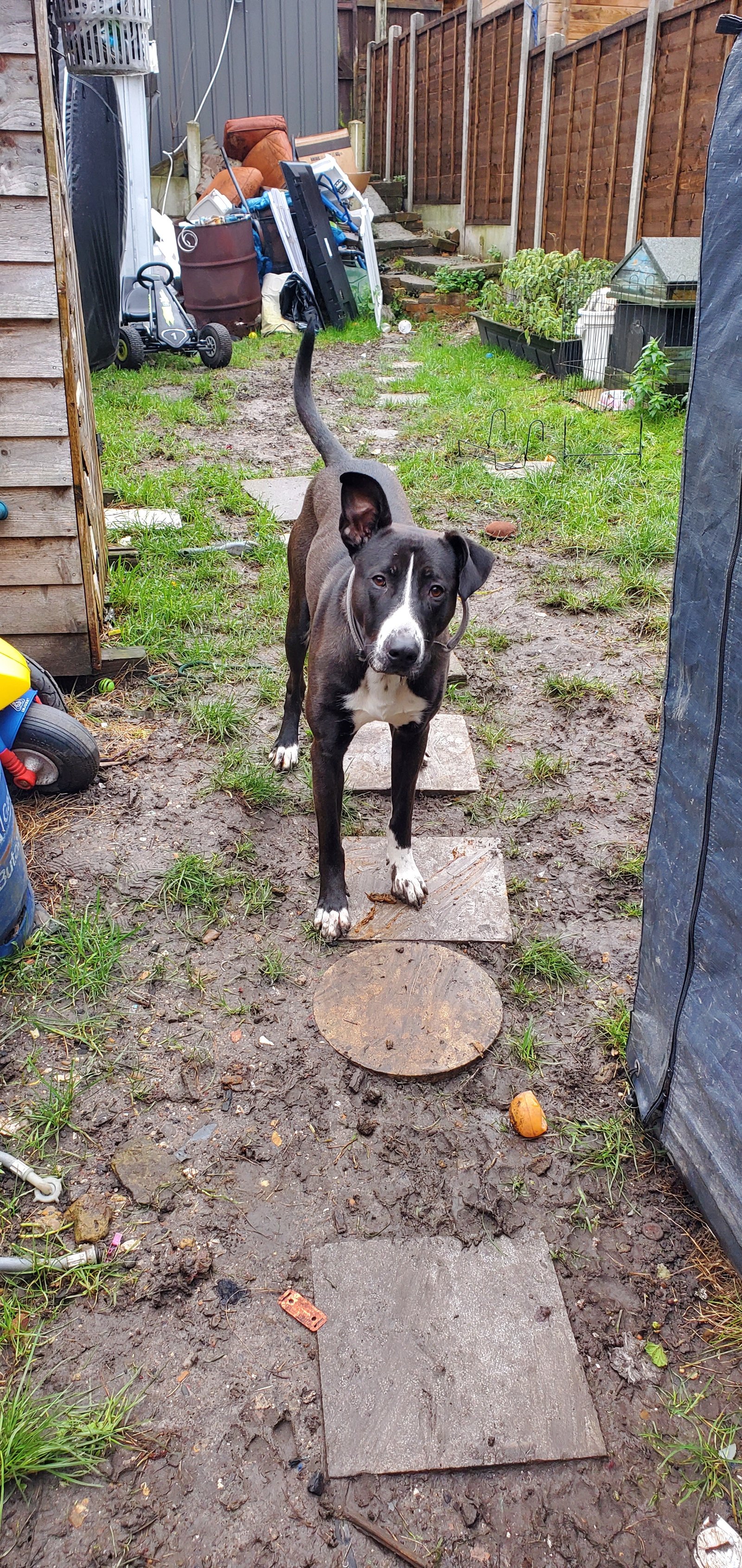 Affectionate 23 Month Old Male Dog Great With Kids