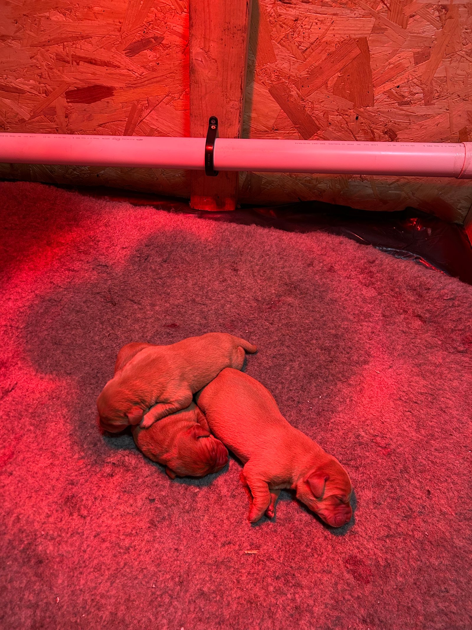 Red Labrador Puppies