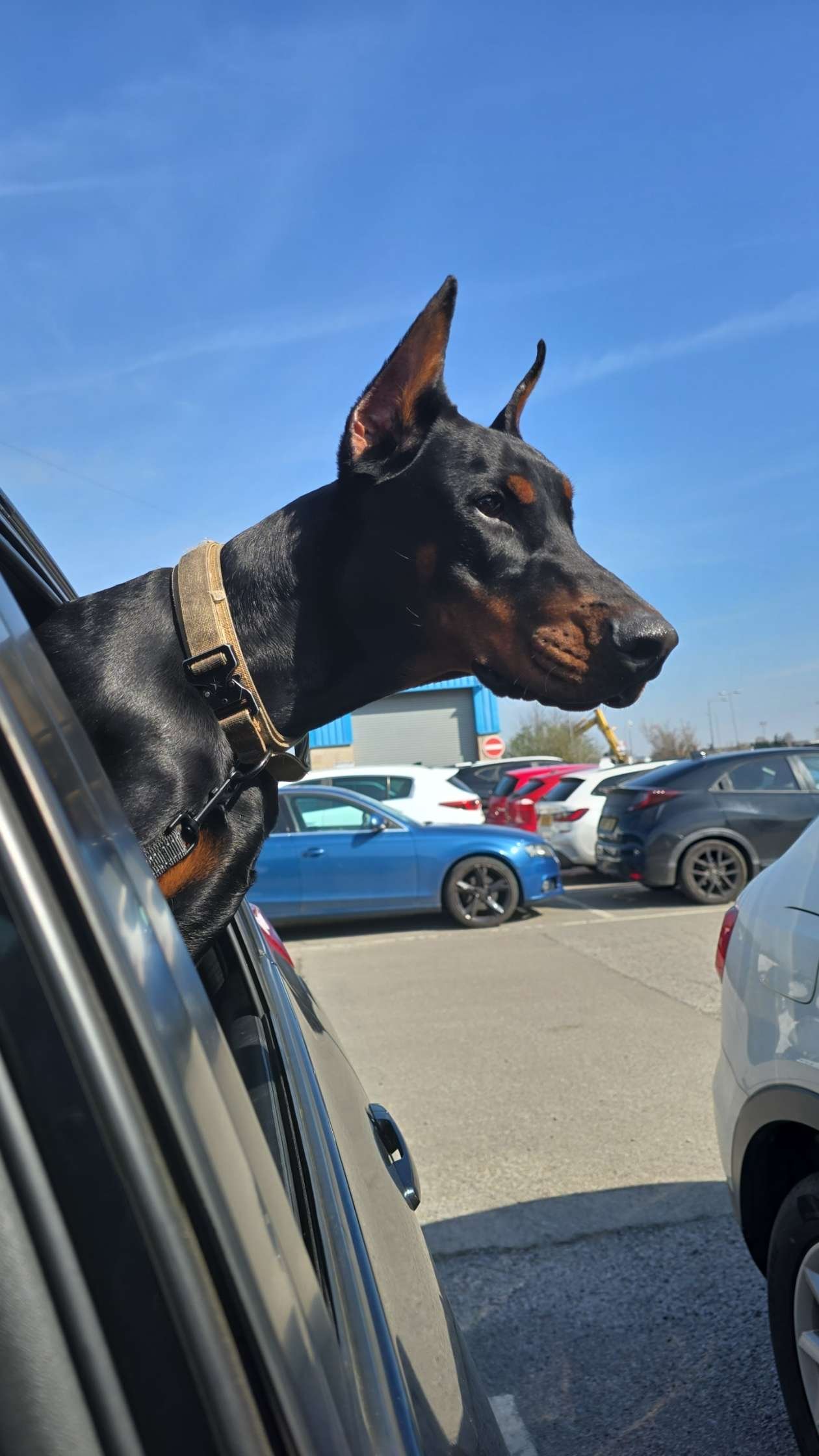 European Doberman for Rehoming FCI Registered Kobe