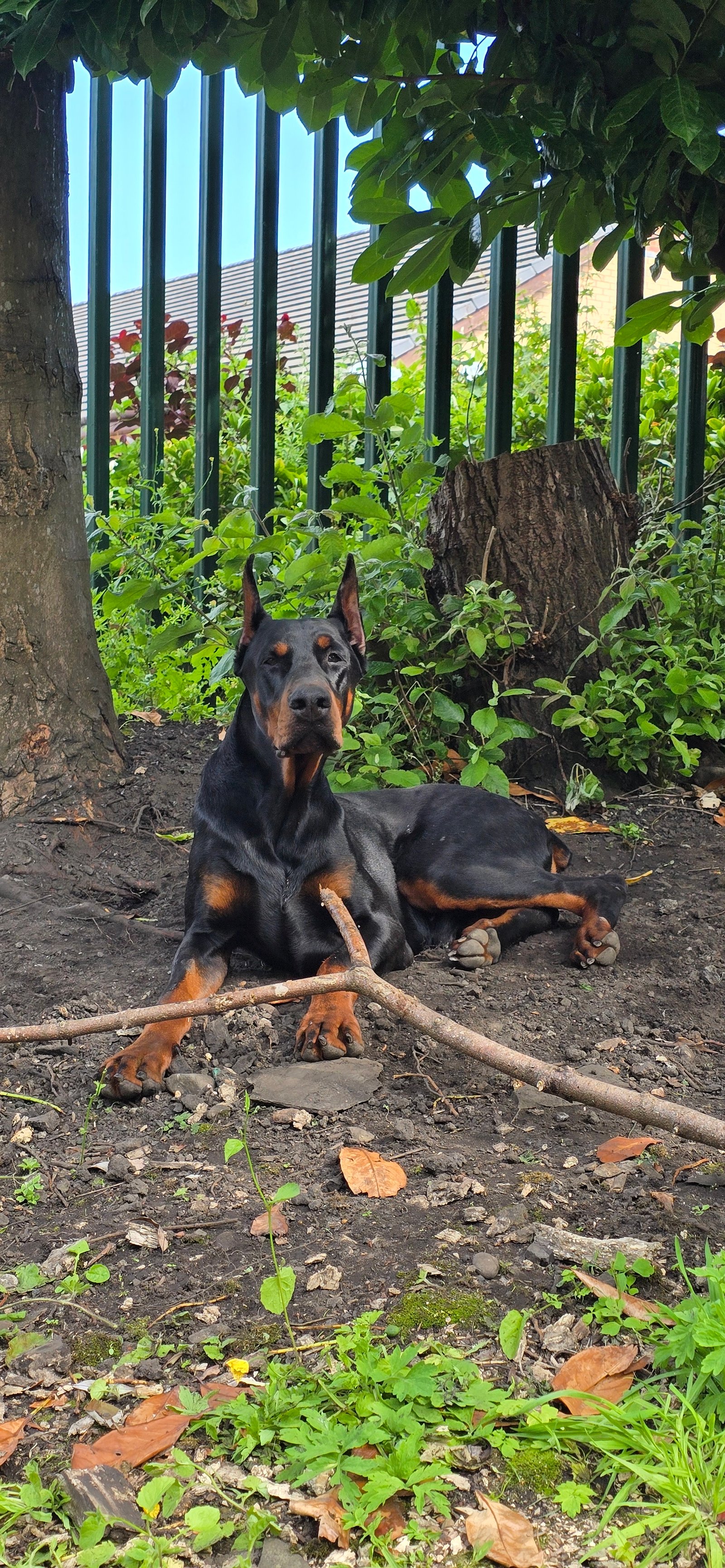 European Doberman for Rehoming FCI Registered Kobe
