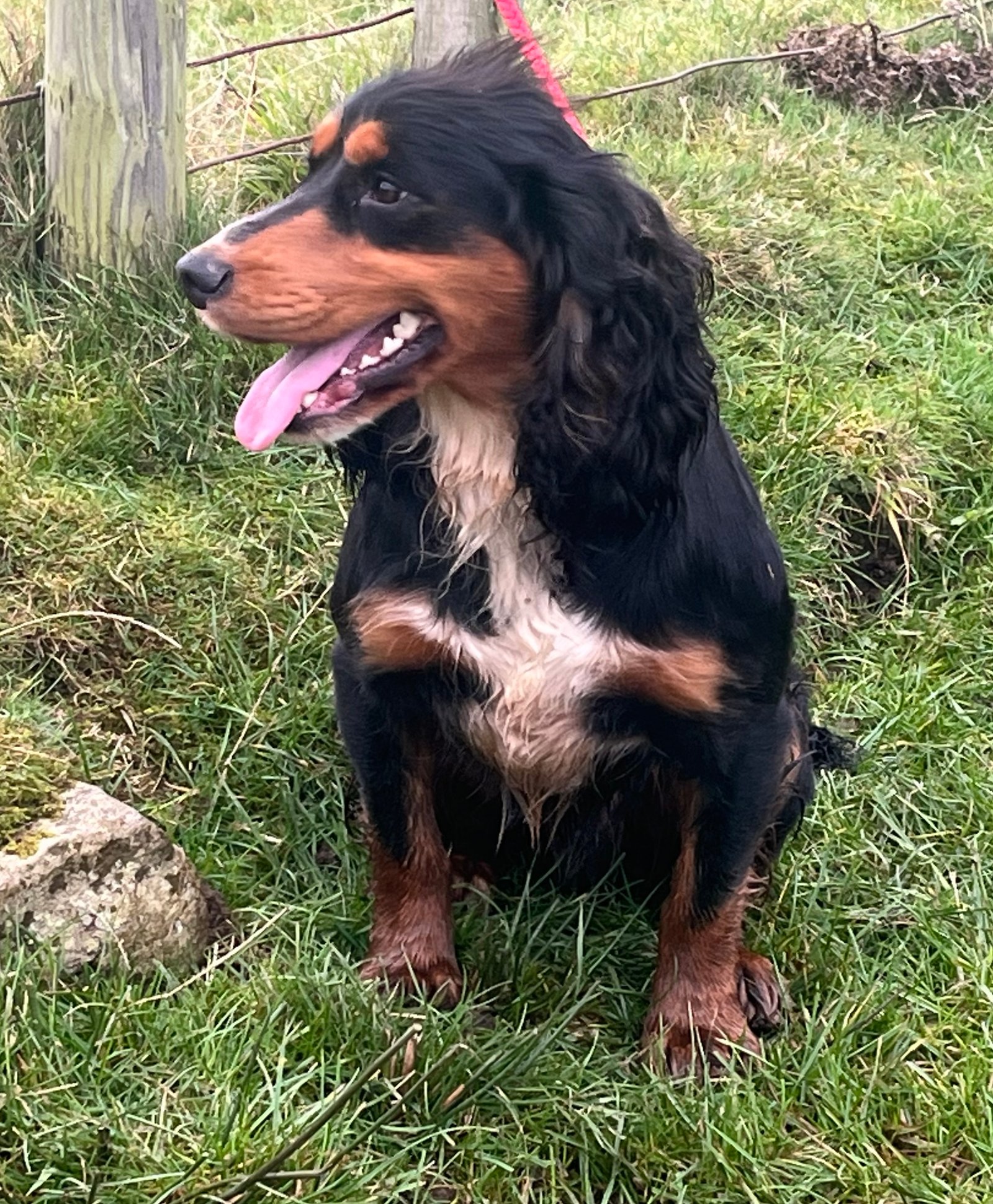 Fox Red Cocker Spaniel At Stud