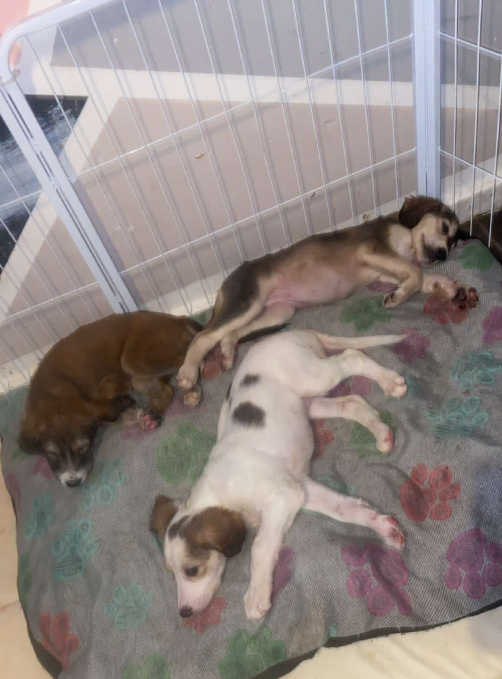 Beautiful Saluki Puppies  One Off Litter