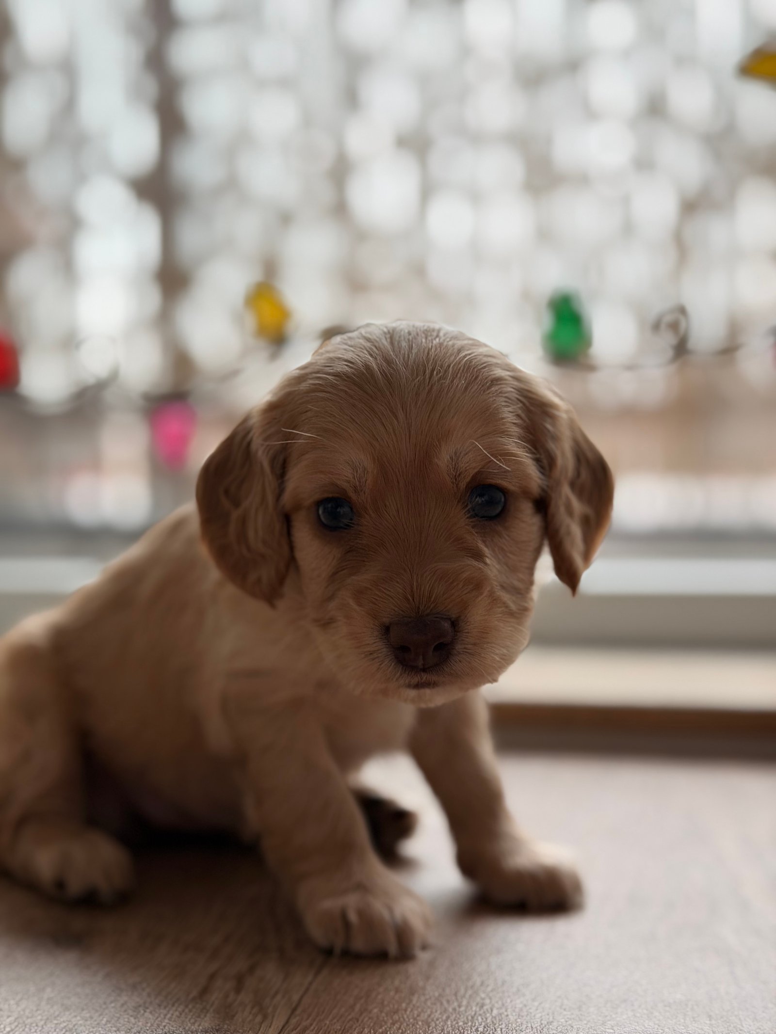 Beautiful Cockapoo Puppies Available