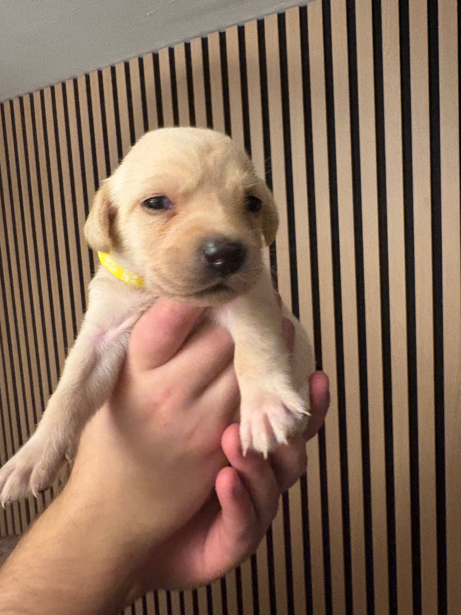 KC Registered Labrador Puppies For Sale