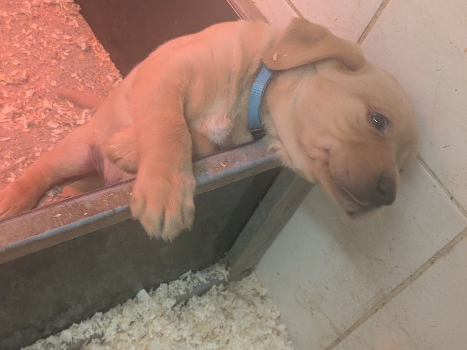 Male Labrador Puppies