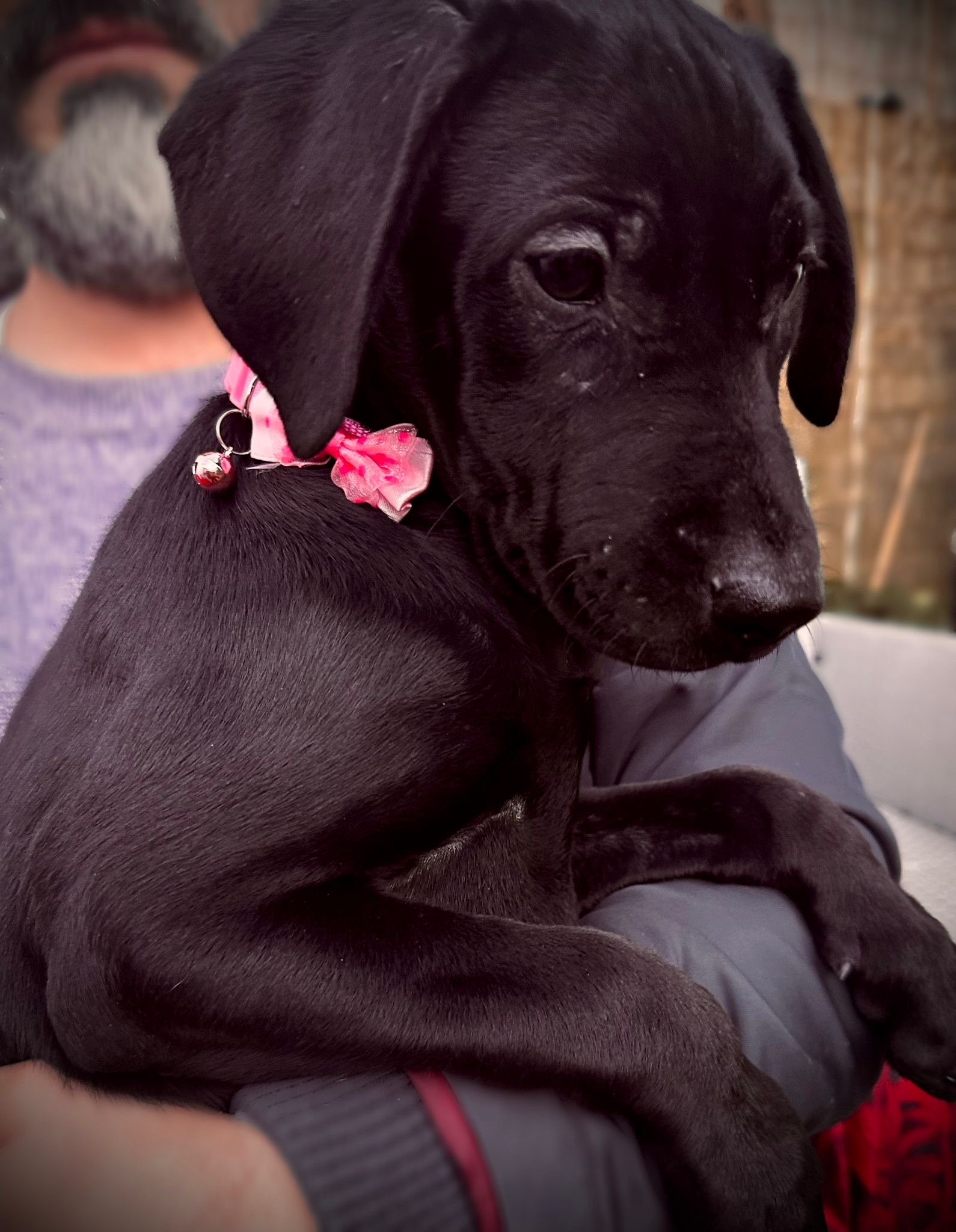 KC Registered Labrador Puppies Home Raised, Well Socialised & Family Friendly