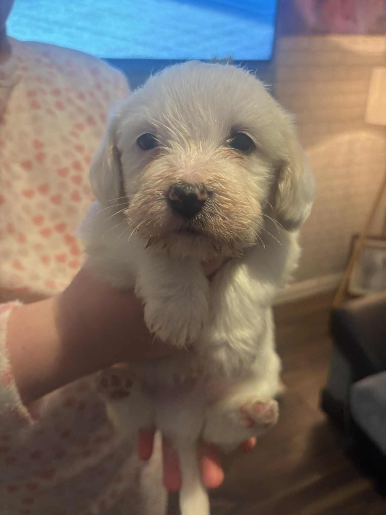 Cavachon x Sprollie Puppies – Intelligent, Active & Family Raised