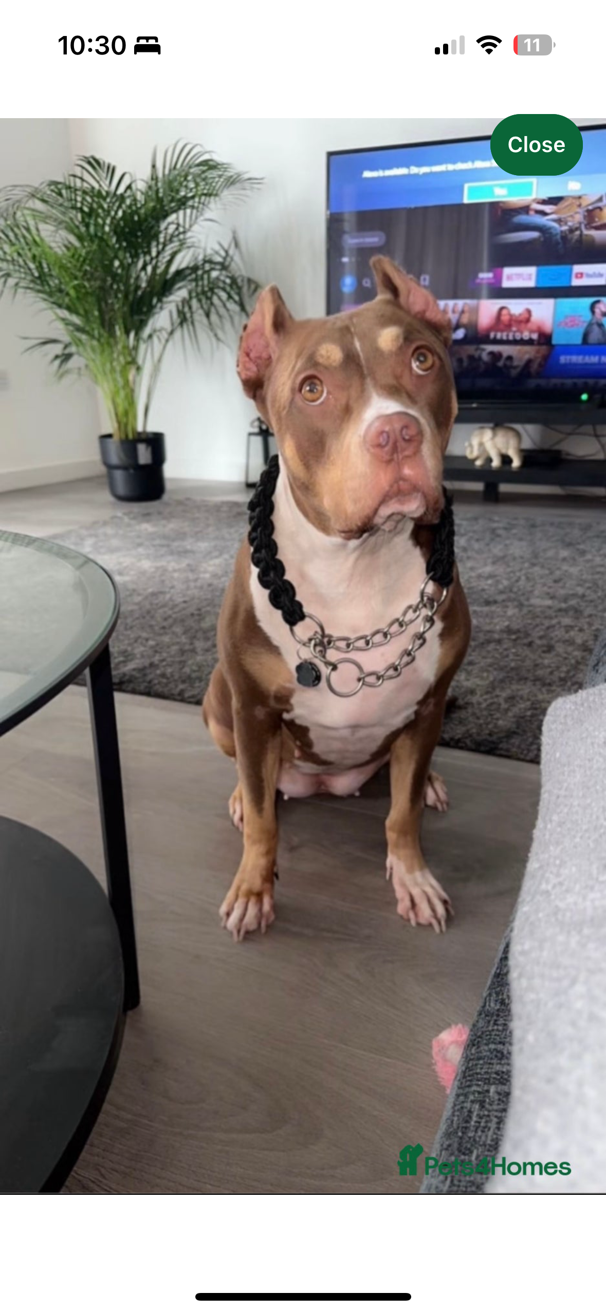 Roxy 4 Year Old Friendly Family Dog