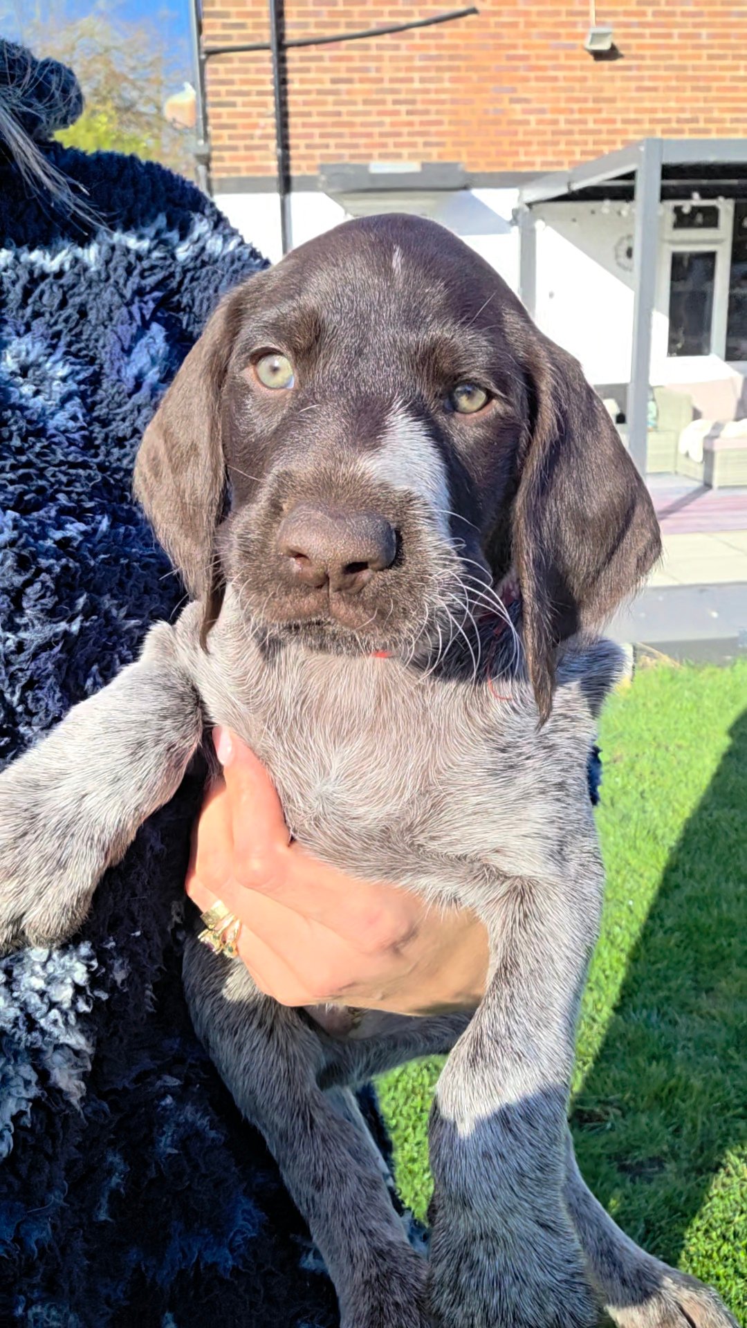 GWP German Wirehaired Puppies