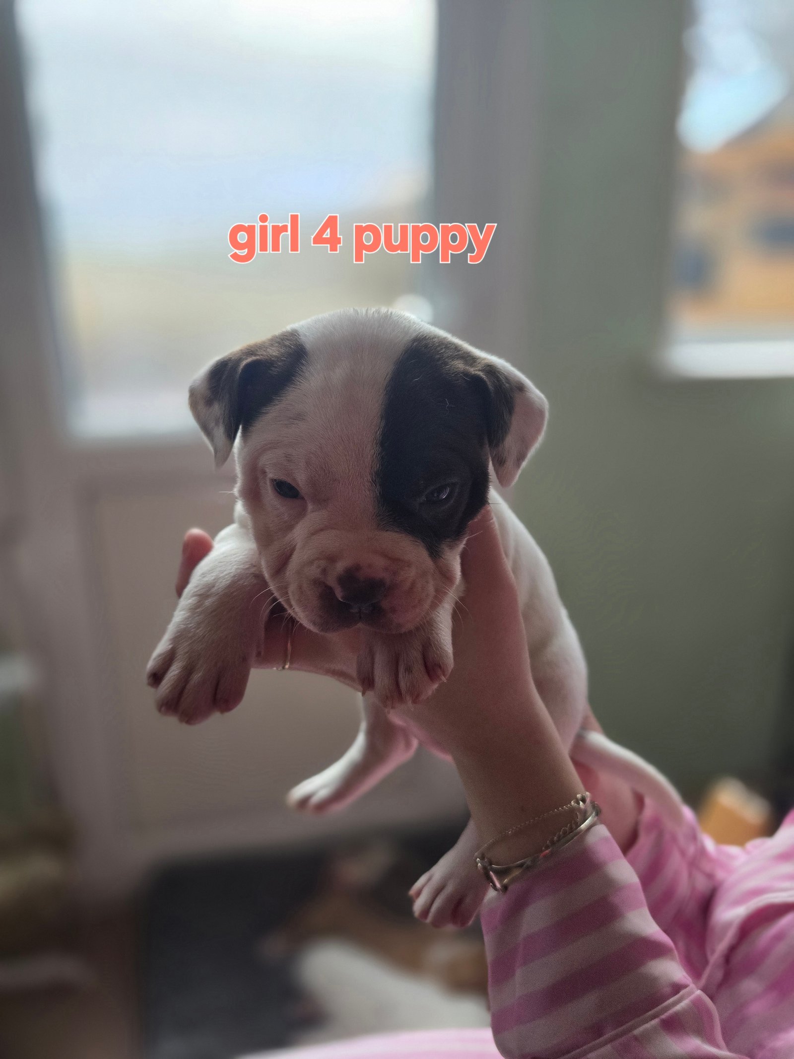 Standard American Bully