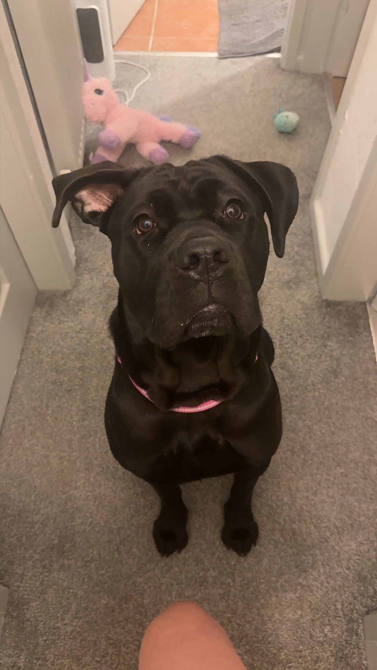 1 Year Old Pedigree Cane Corso Looking for a Loving Home