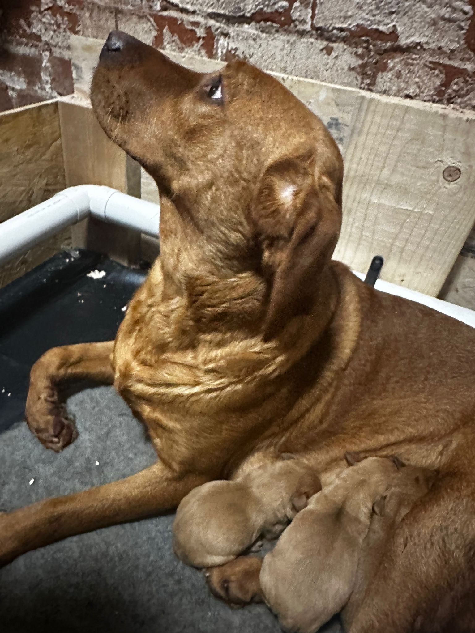 Red Labrador Puppies