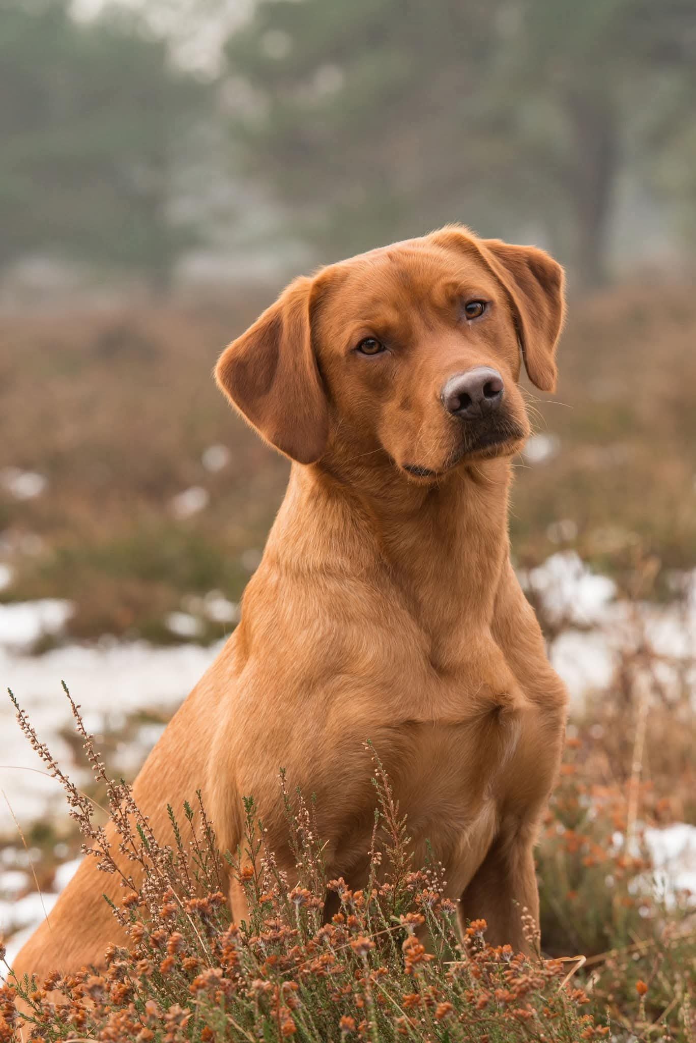 Male Labrador Puppies
