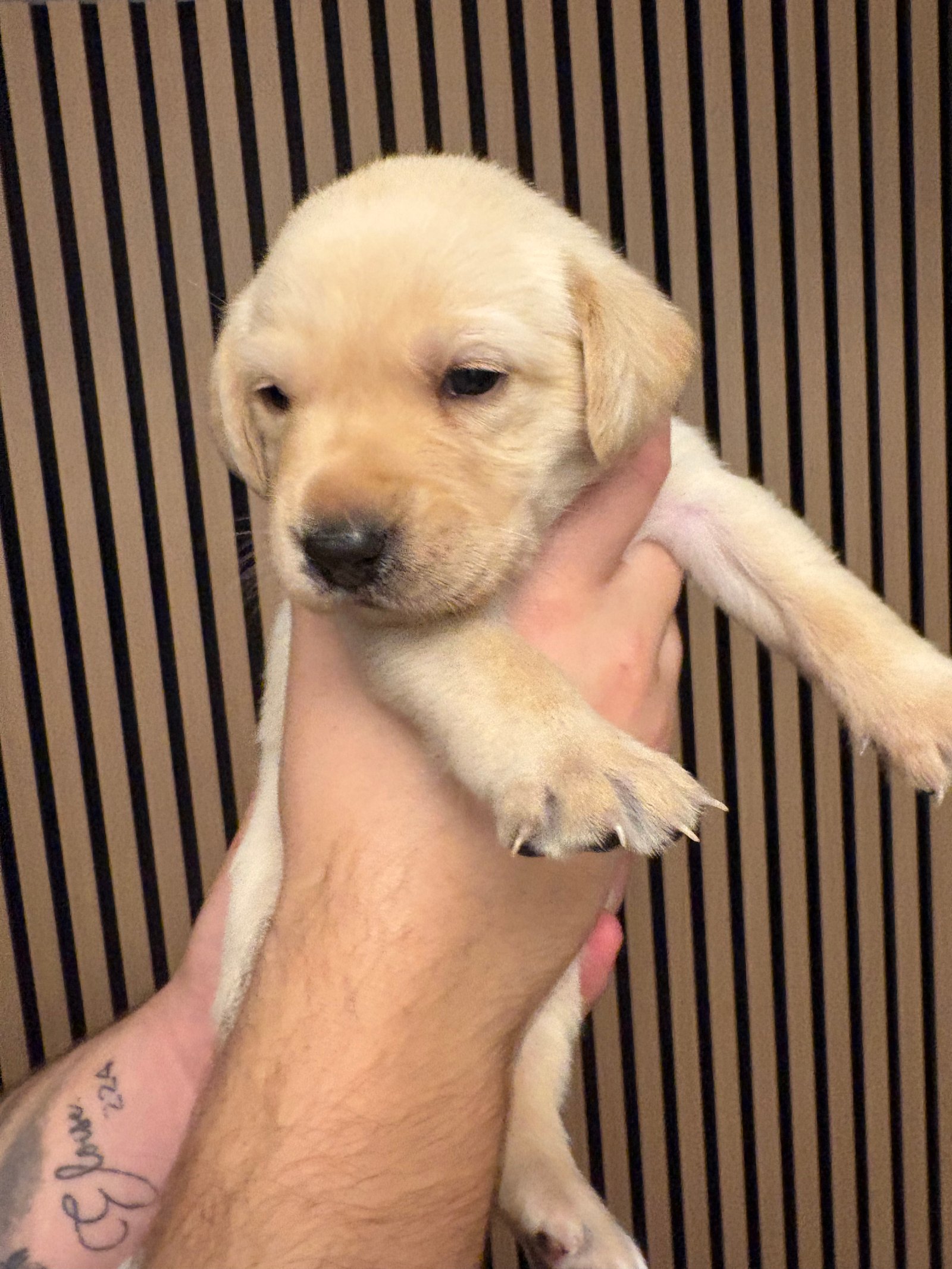 KC Registered Labrador Puppies For Sale