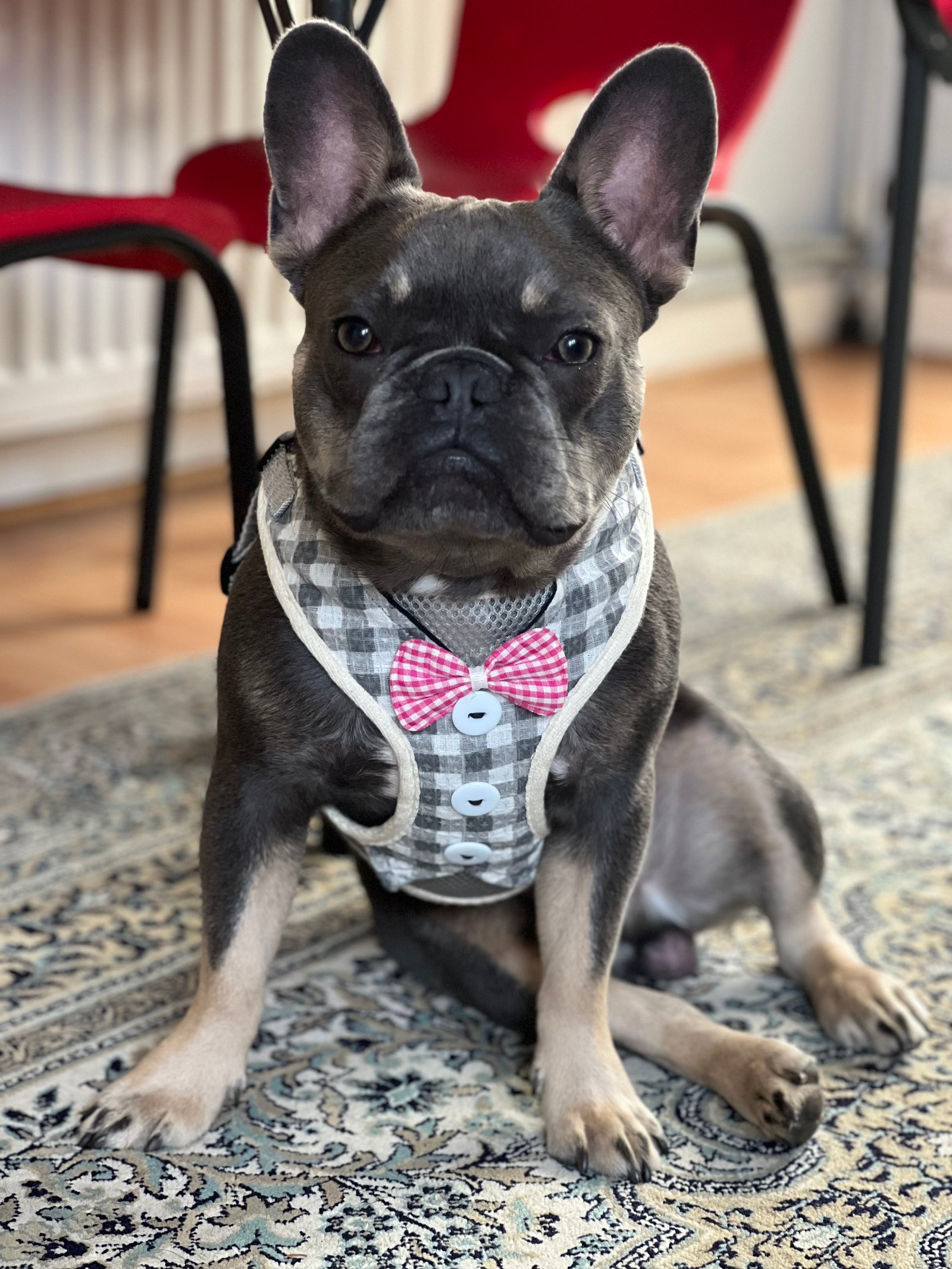 Cute French Bulldog for Sale