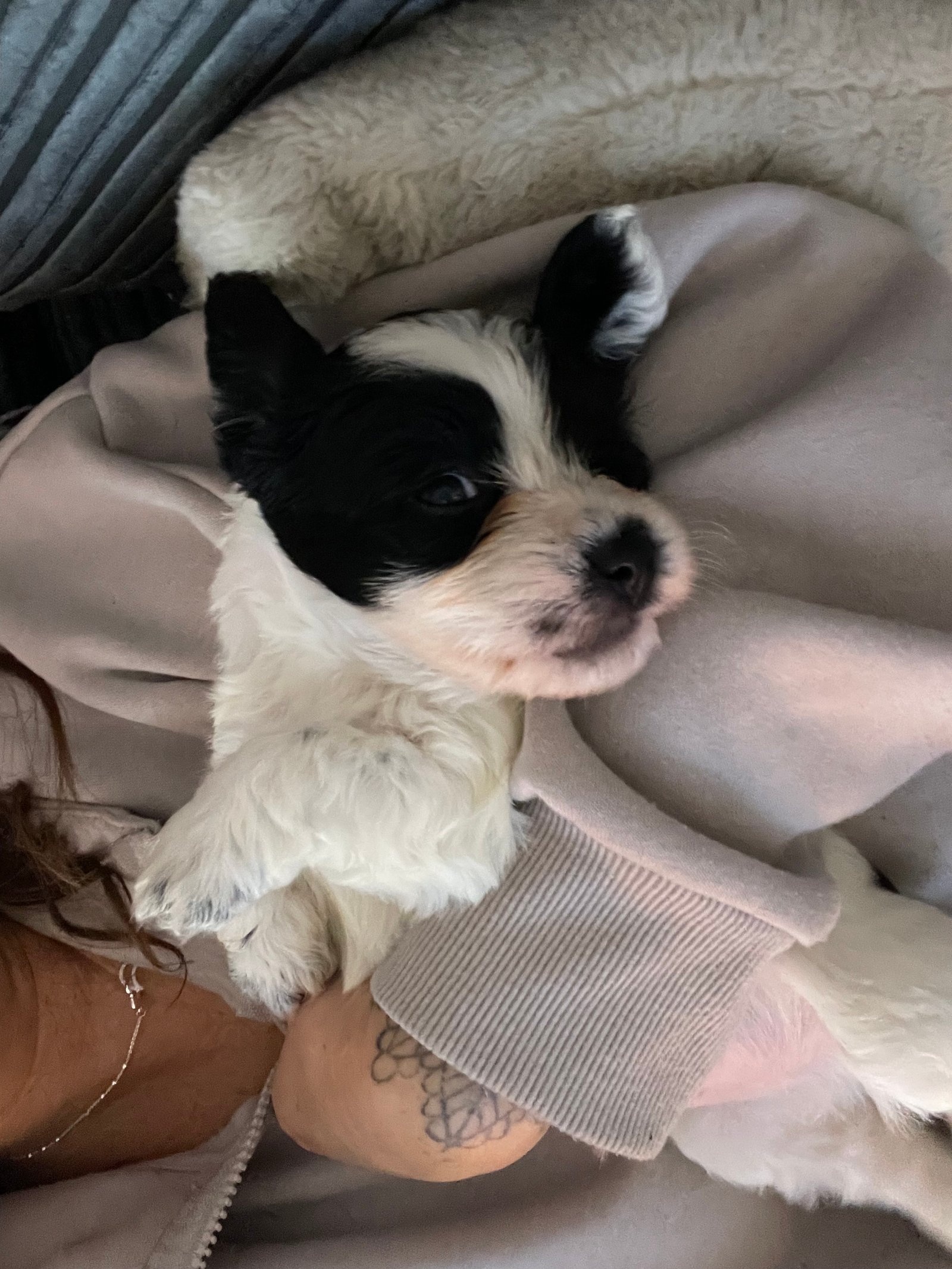 Cavachon x Sprollie Puppies – Intelligent, Active & Family Raised