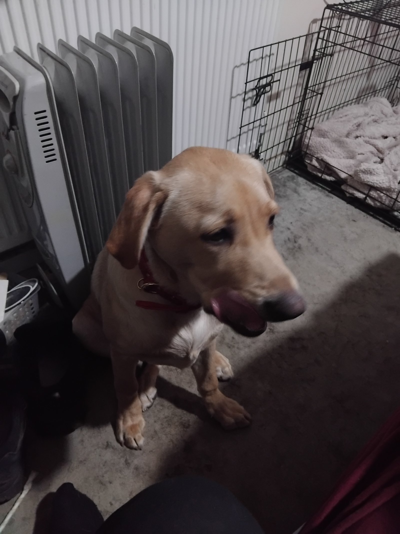 Trained Female Dog for Adoption