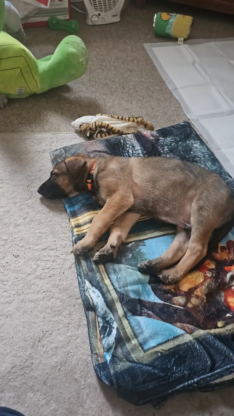 Rehoming Our German Shepherd Puppy River Loving Home Wanted