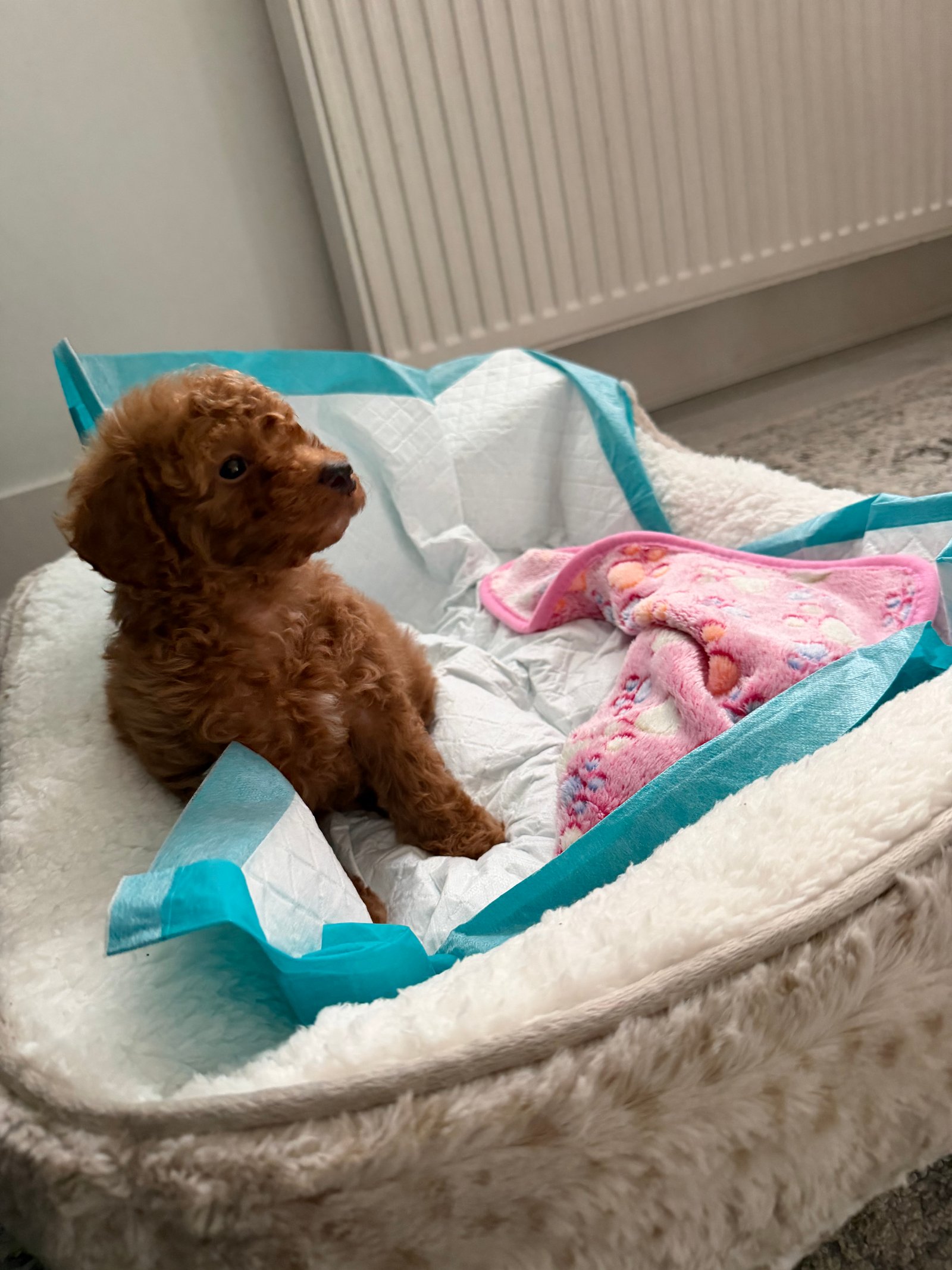 Adorable 10 Week Old Cavapoo Puppy Looking for Loving Home