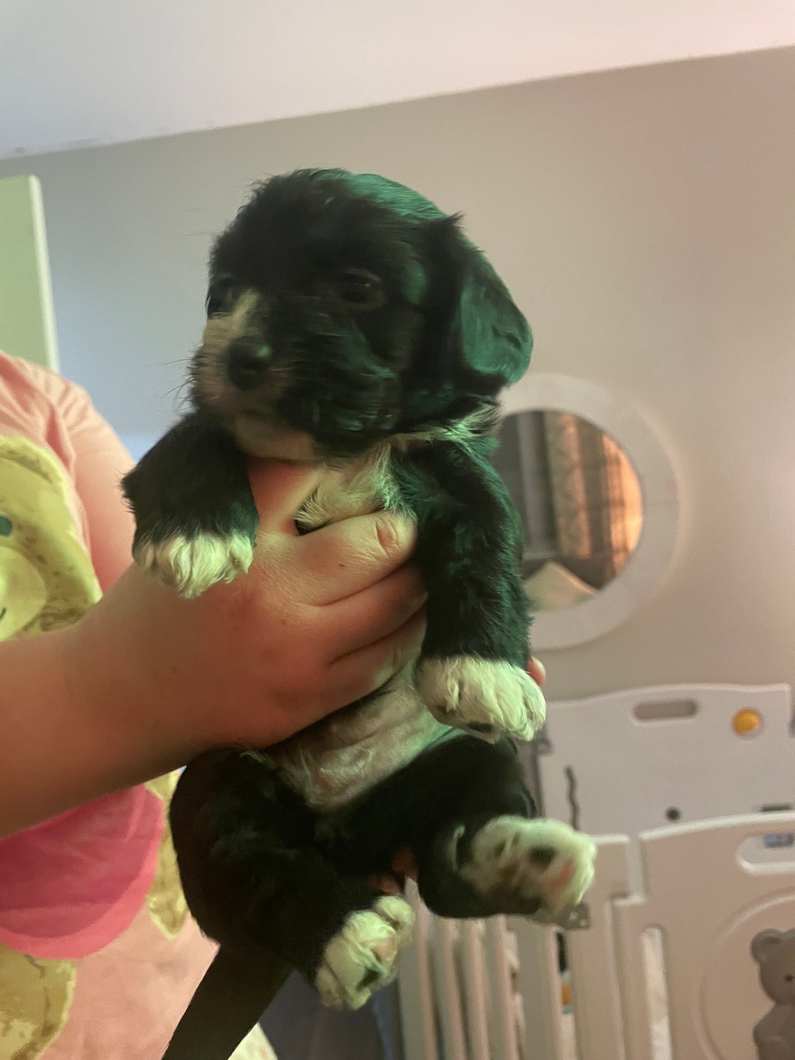 Cavachon x Sprollie Puppies – Intelligent, Active & Family Raised