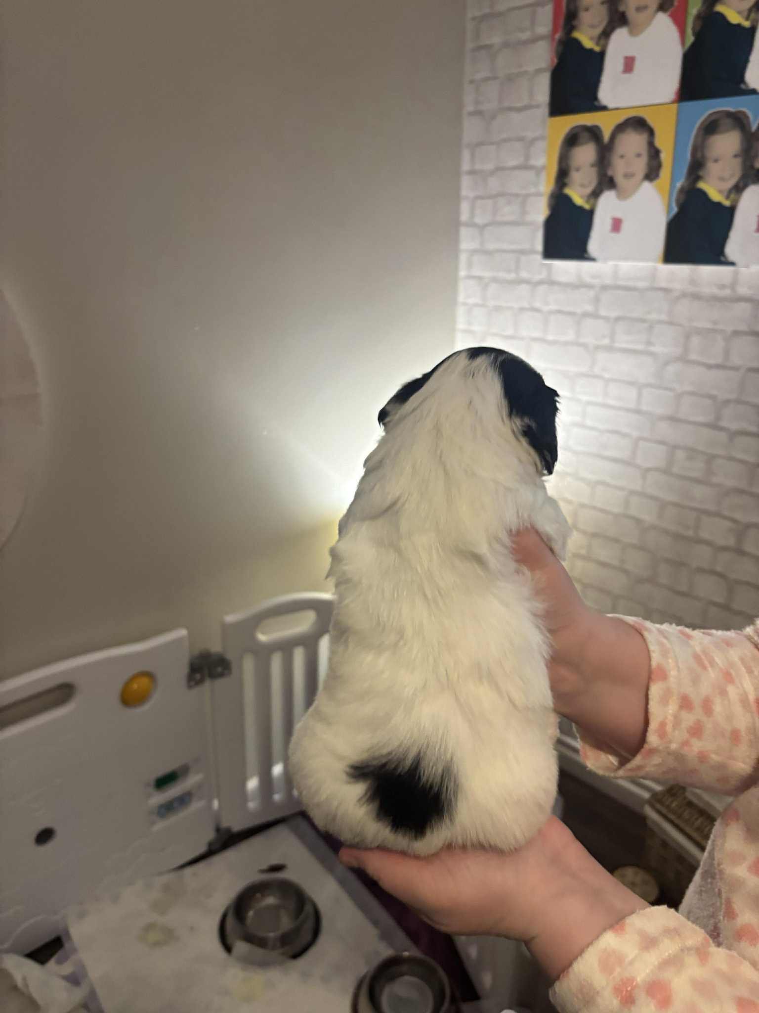 Cavachon x Sprollie Puppies – Intelligent, Active & Family Raised