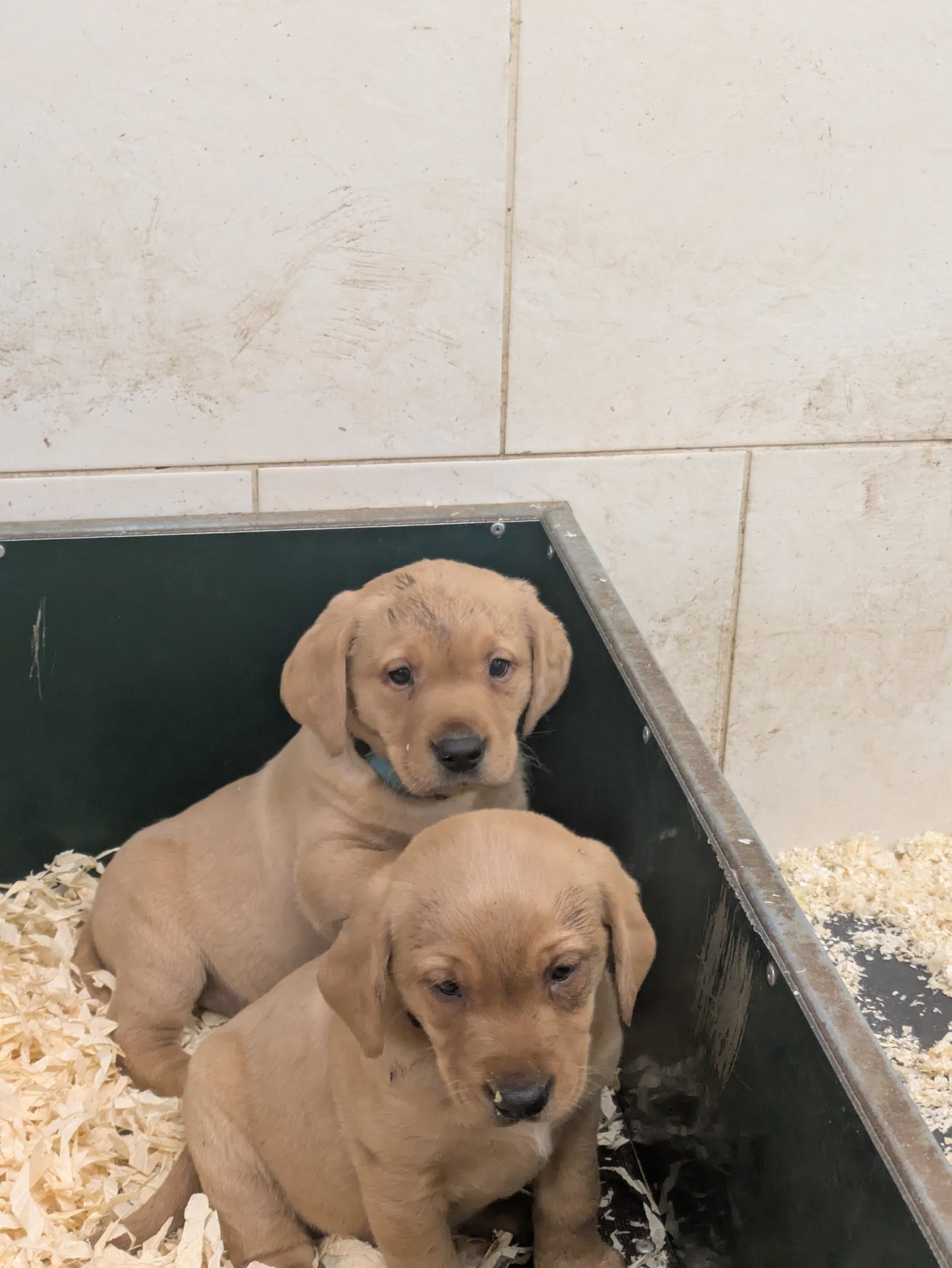 Male Labrador Puppies