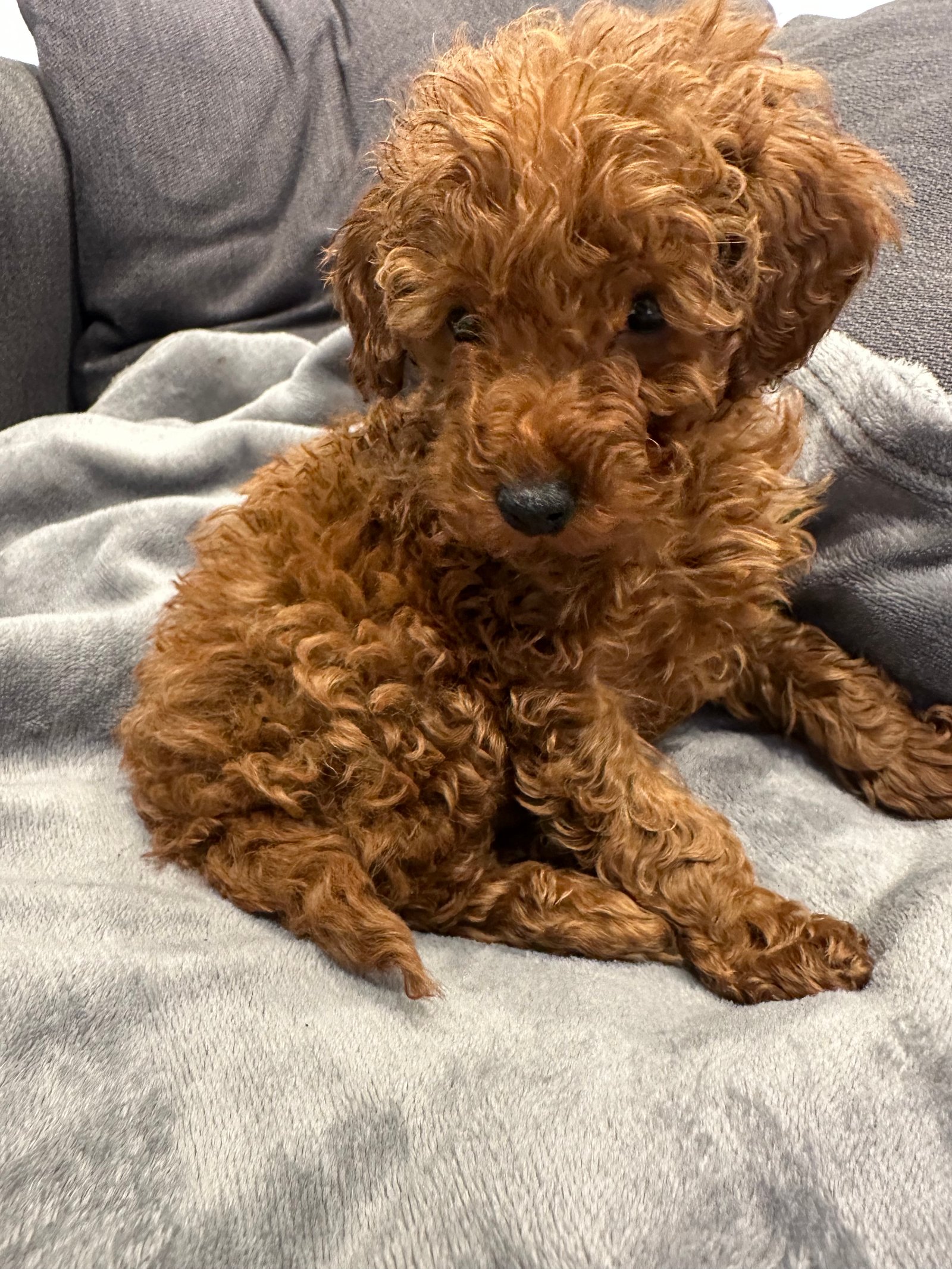 Red Toy Poodle Puppy 10 Weeks Old, Friendly, Vaccinated & Microchipped