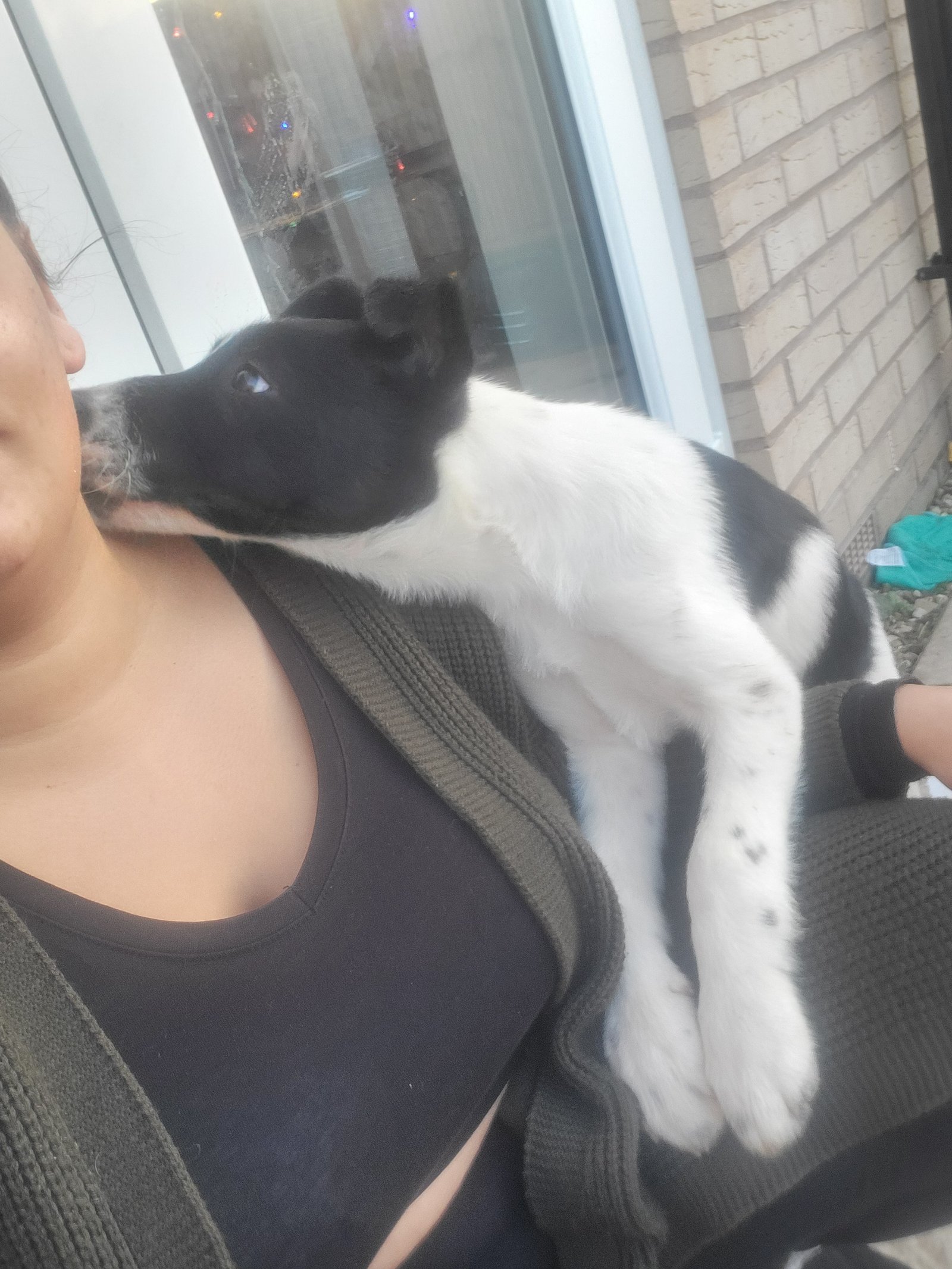 Border Collie Puppy for Adoption Intelligent Fast Learner Loving Dog