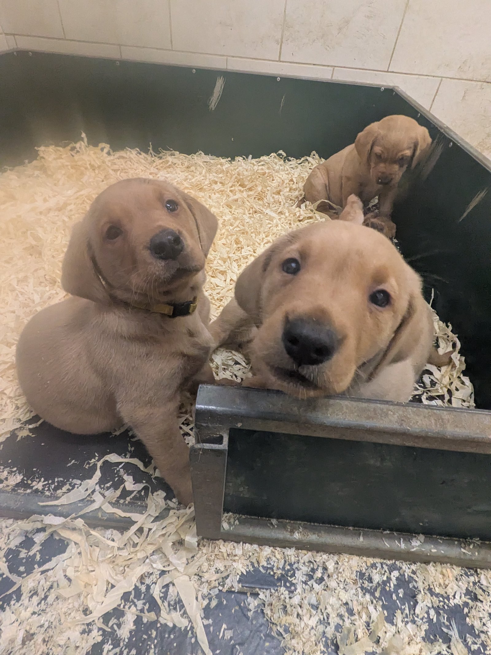 Male Labrador Puppies