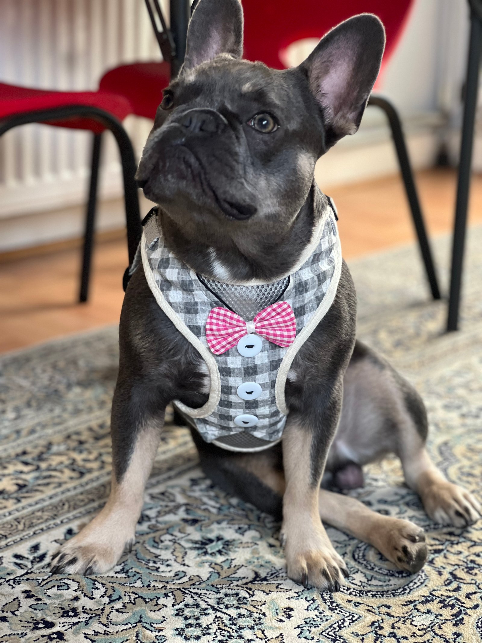 Cute French Bulldog for Sale