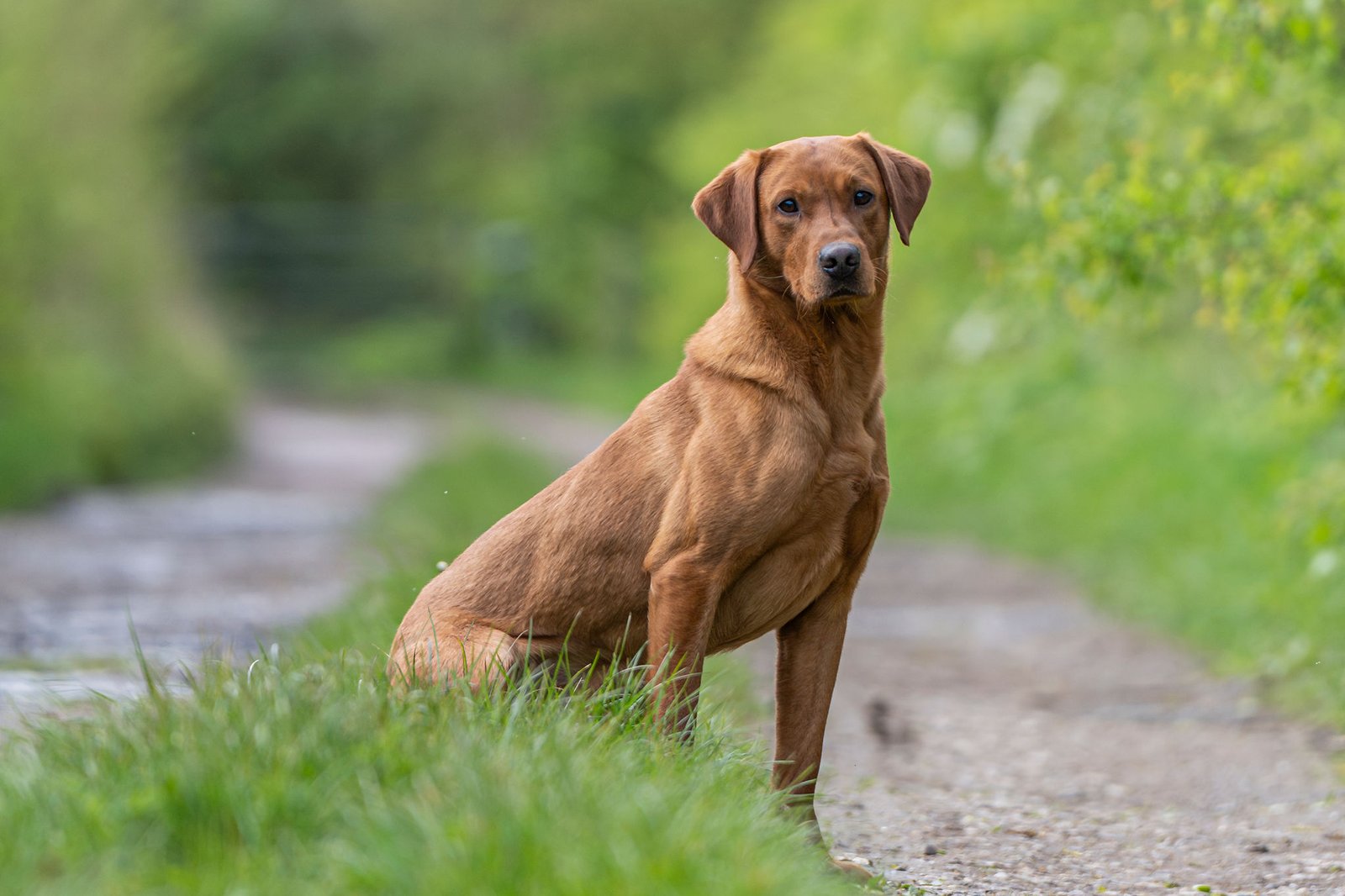 Drago a KC Registered Fox Red Labrador at Stud