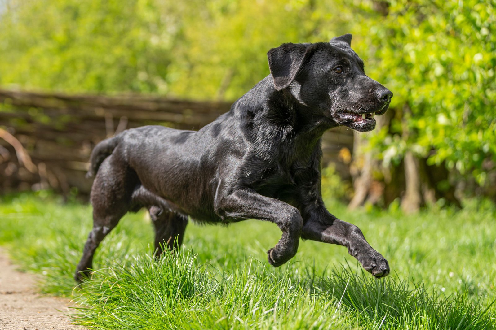 KC Reg, Fully Health Tested, Fox Red Labrador