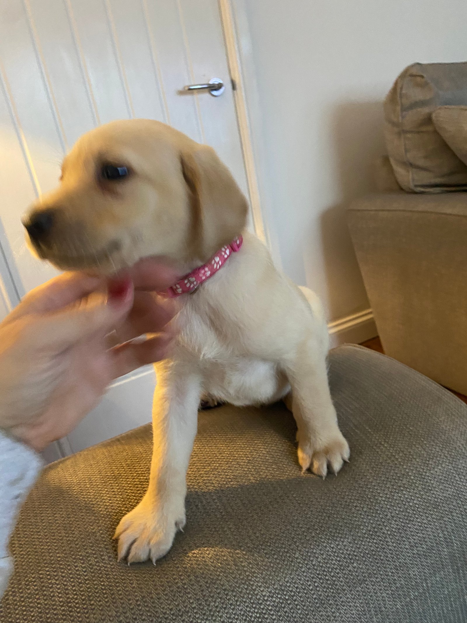 KC Registered Labrador Puppies For Sale