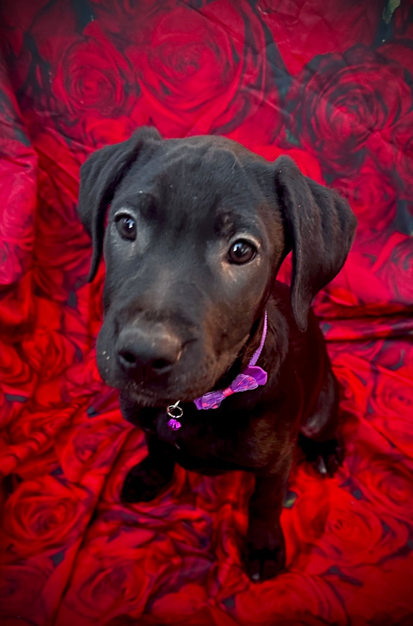 KC Registered Labrador Puppies Home Raised, Well Socialised & Family Friendly