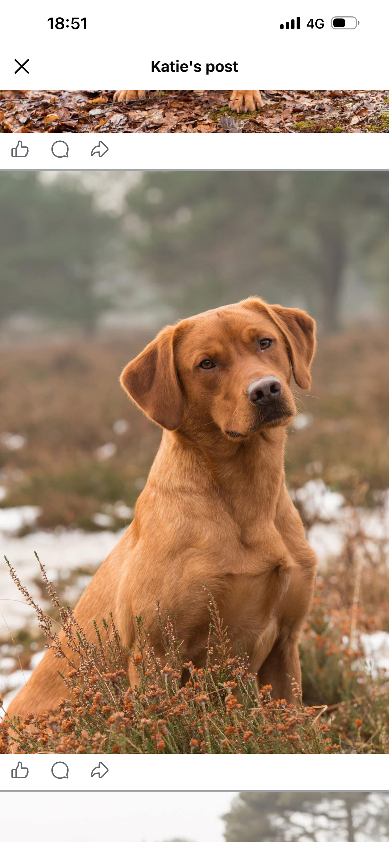 Red Labrador Puppies