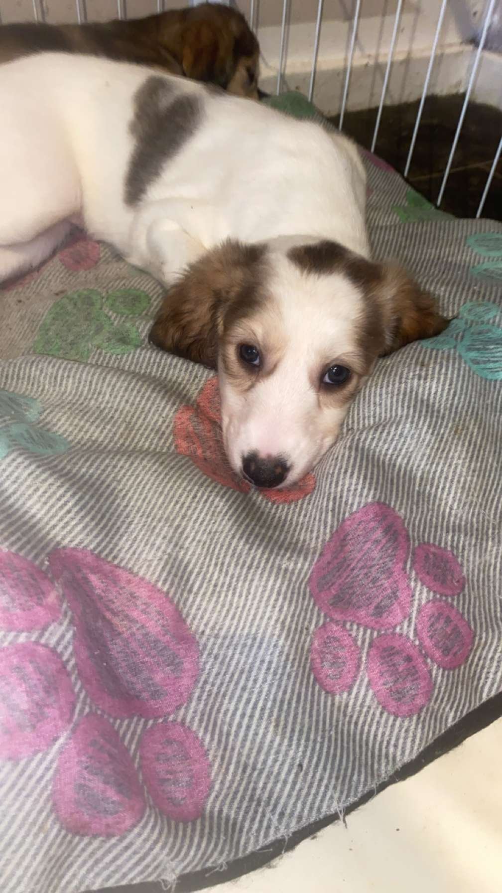 Beautiful Saluki Puppies  One Off Litter