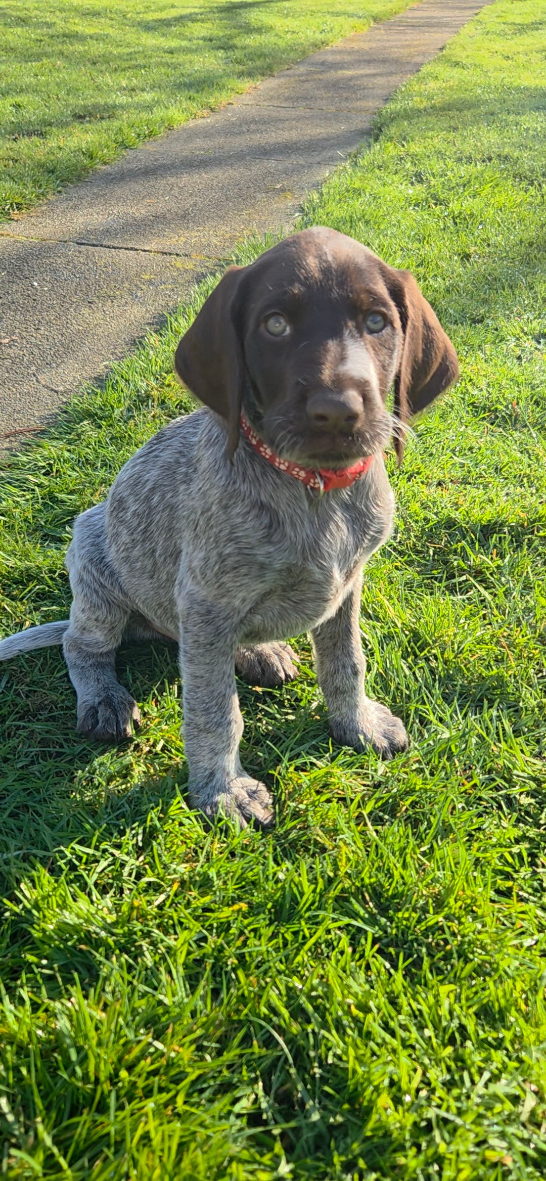 GWP German Wirehaired Puppies