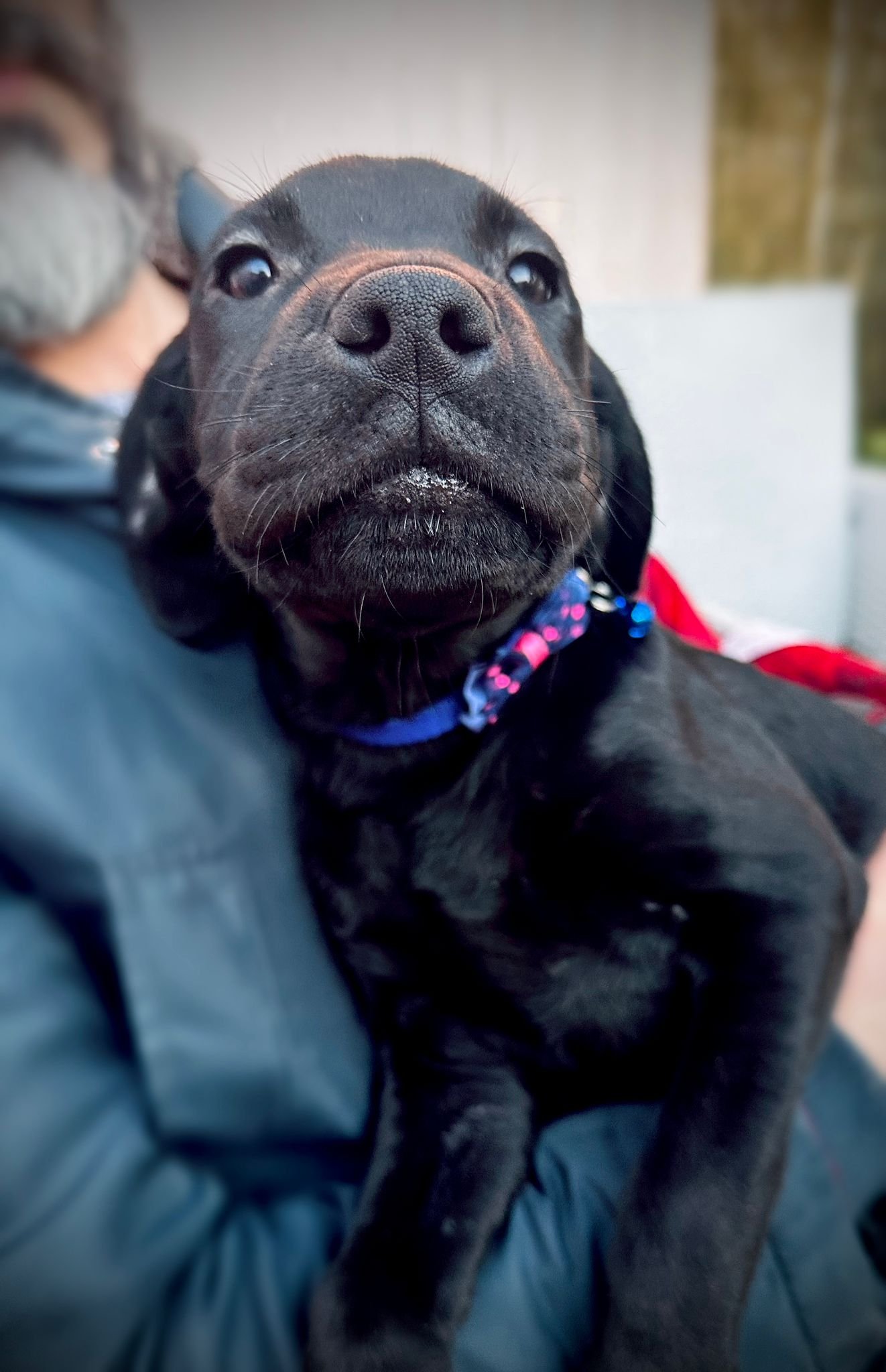 KC Registered Labrador Puppies Home Raised, Well Socialised & Family Friendly