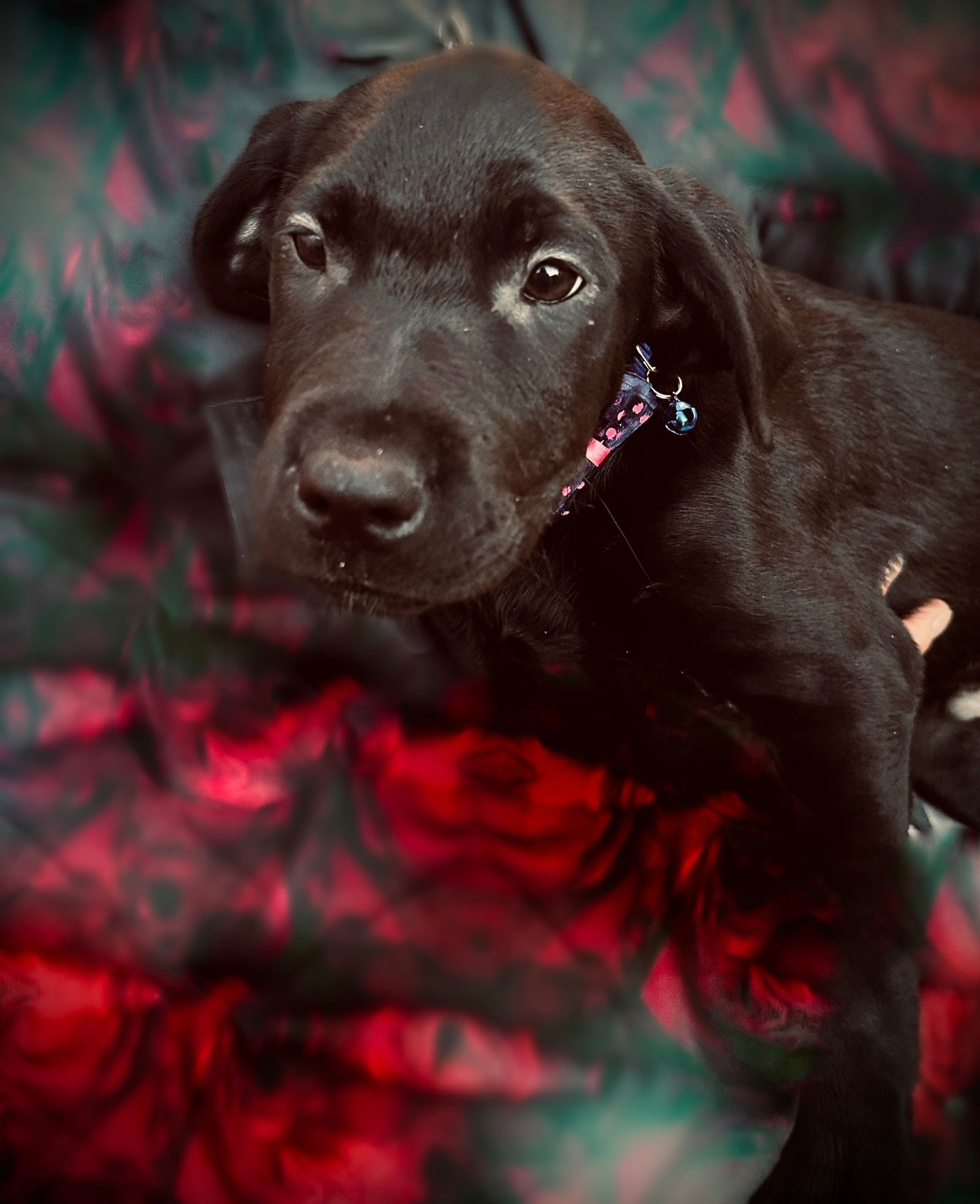 KC Registered Labrador Puppies Home Raised, Well Socialised & Family Friendly